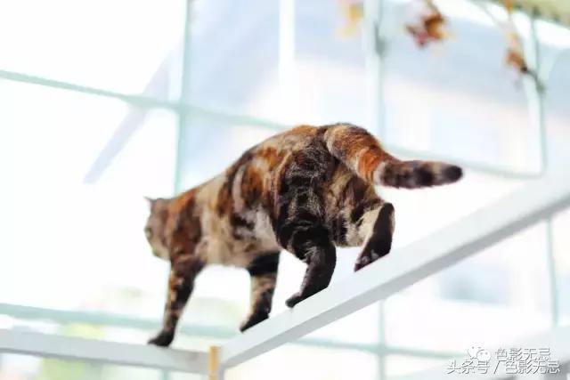 eos6d2照片不够清晰,eos6d2配什么镜头