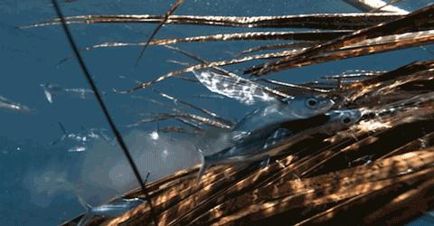 澳门豆捞创始人苦寻神秘食材，做了一颗让吃货泪流满面的小丸子