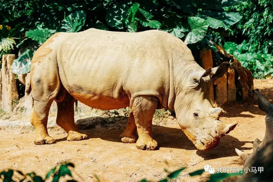 珠海长隆野生动物园旅游攻略,广州长隆自驾游旅游攻略