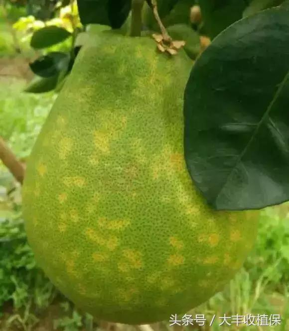 柑橘脂点黄斑病防治技巧,柑橘顽固性脂点黄斑病怎样根除