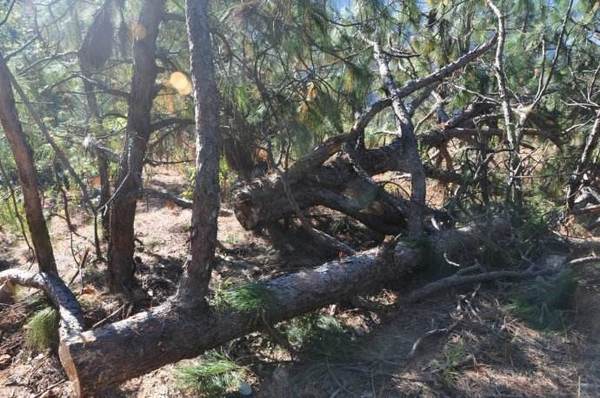 松木指接板做家具的优缺点,松木与柏木家具的优缺点