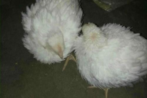 详解霉菌的危害和应对方案