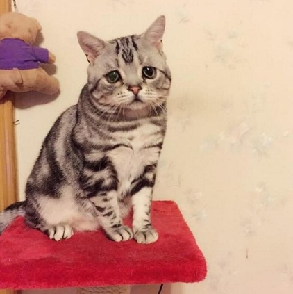 激萌小猫咪,萌到哭的小猫咪