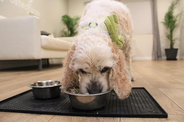 以旧换新宠物狗,狗狗改变了原有的生活方式