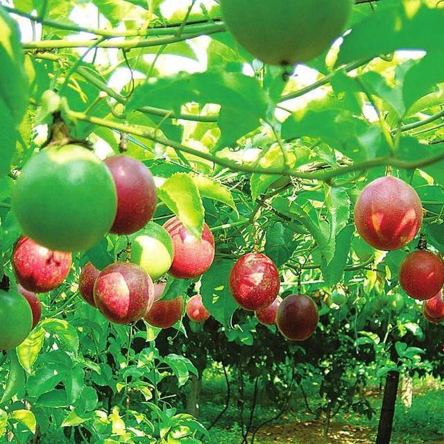精明女人早就不种花草了，都在种这些果树苗，好看还好吃