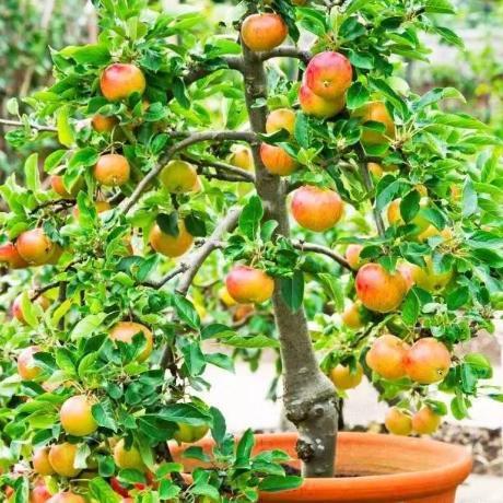 精明女人早就不种花草了，都在种这些果树苗，好看还好吃