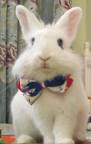 猫咪绝育猫咪一脸绝望还掉眼泪,主人想看猫咪绝育伤口结果被误会