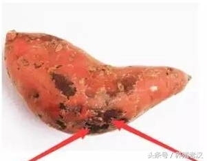 农村养猪:养猪户喜欢用红薯喂猪,但要避开这些误区!