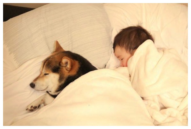 狗狗睡觉吓醒主人,狗狗睡觉主人摸它会低吼