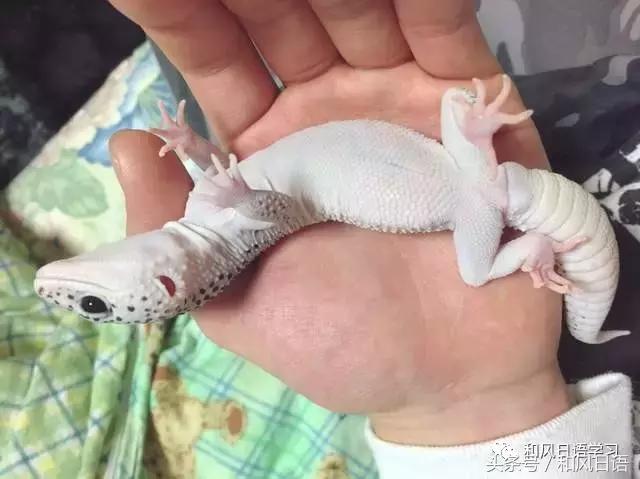 日本可爱小壁虎,日本宠物壁虎