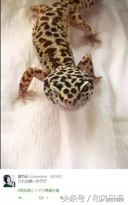 日本可爱小壁虎,日本宠物壁虎