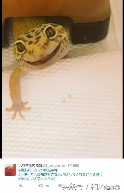 日本可爱小壁虎,日本宠物壁虎