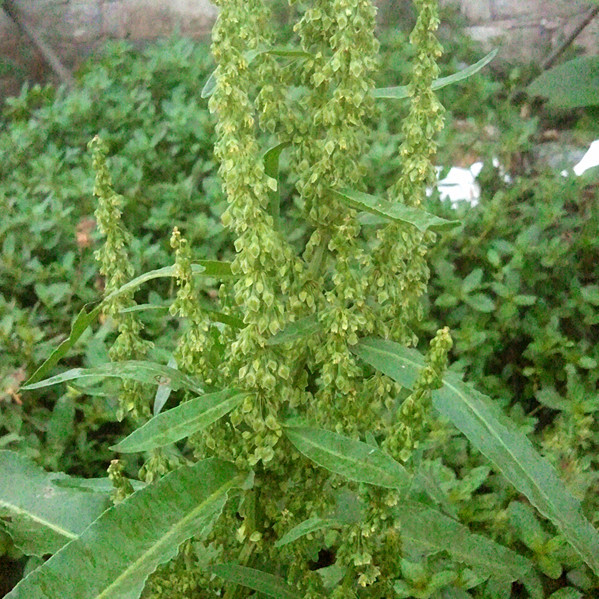 银屑病难治？用对药就简单，试试这种农村的野菜吧！