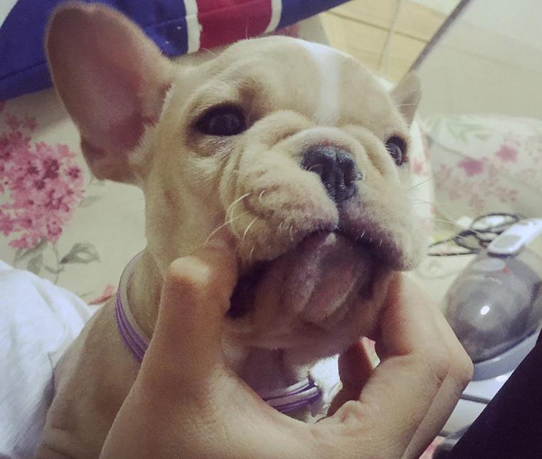 道格队长丨狗狗的行为纠正24期丨狗狗护食很严重？我来教你吧