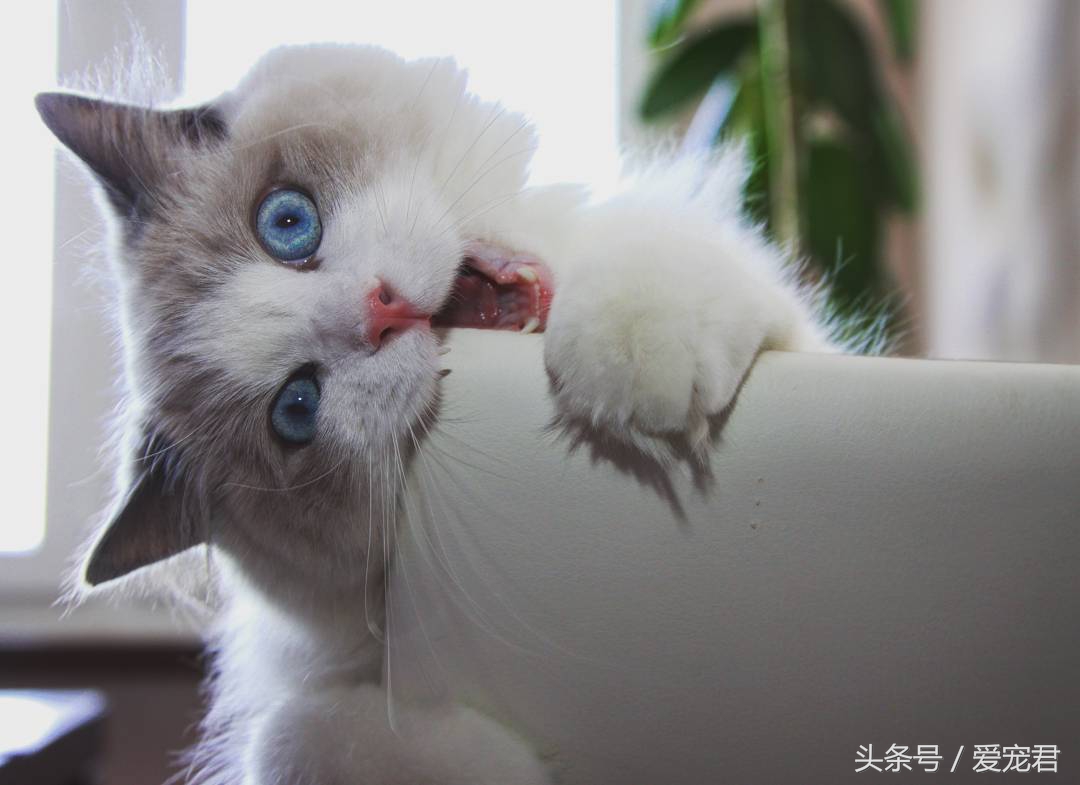 猫咪郁闷可吃什么药,怎么纠正猫咪玩耍喜欢伸爪子