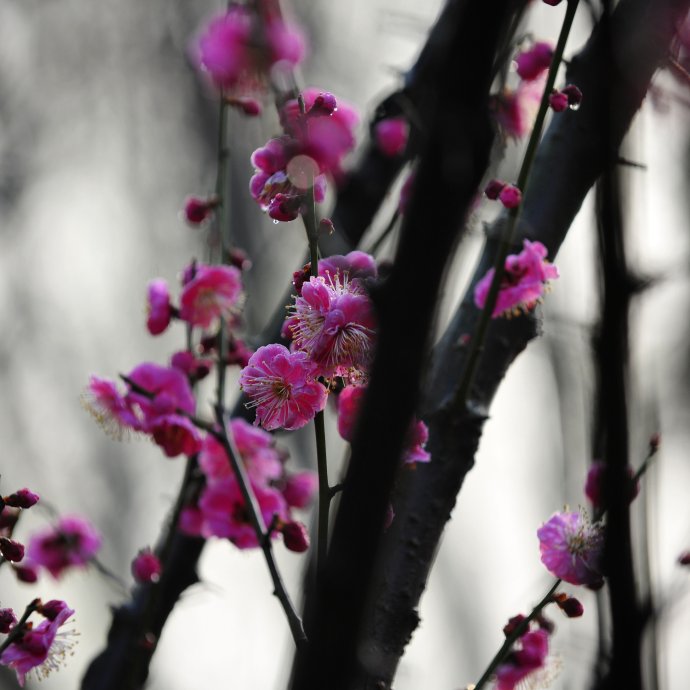 赏梅的正当时候,最是一年春光好踏春赏梅正当时
