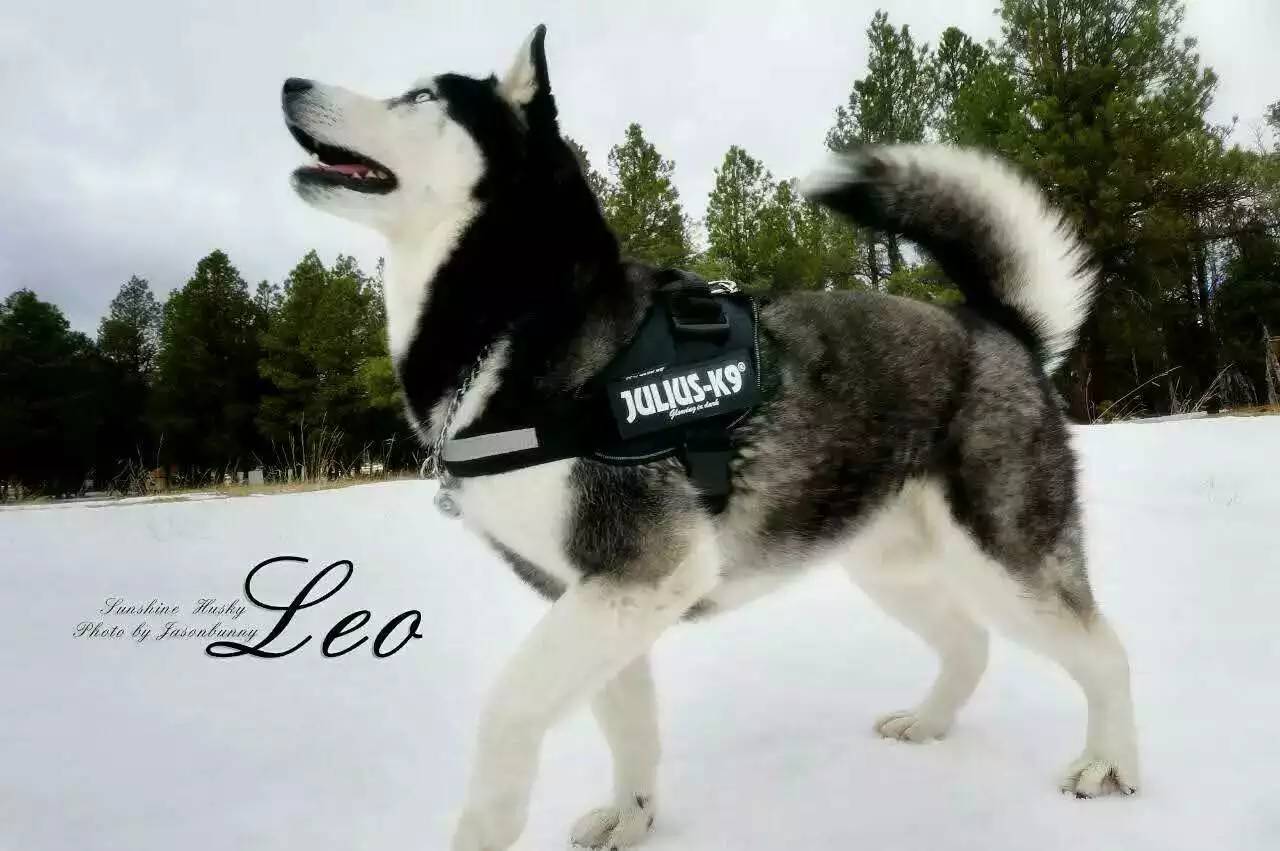 狗哥怎么养,狗哥养犬问答