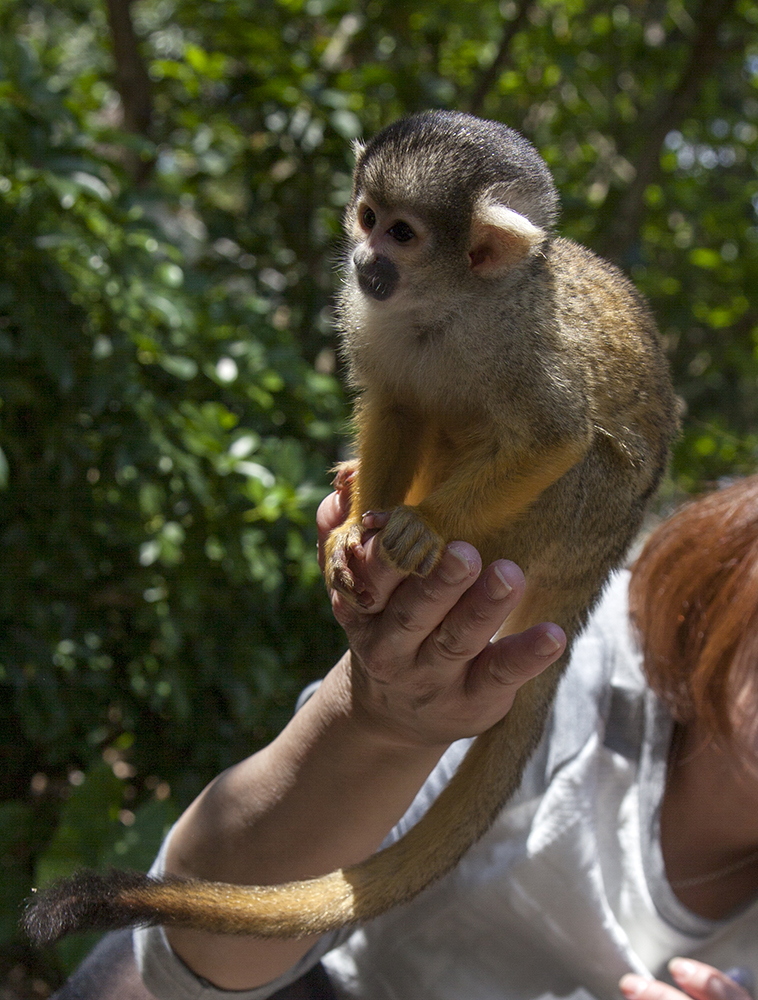 日本除了爱泡澡的温泉猴，还有这群爱翻女生包包的“扒手猴”