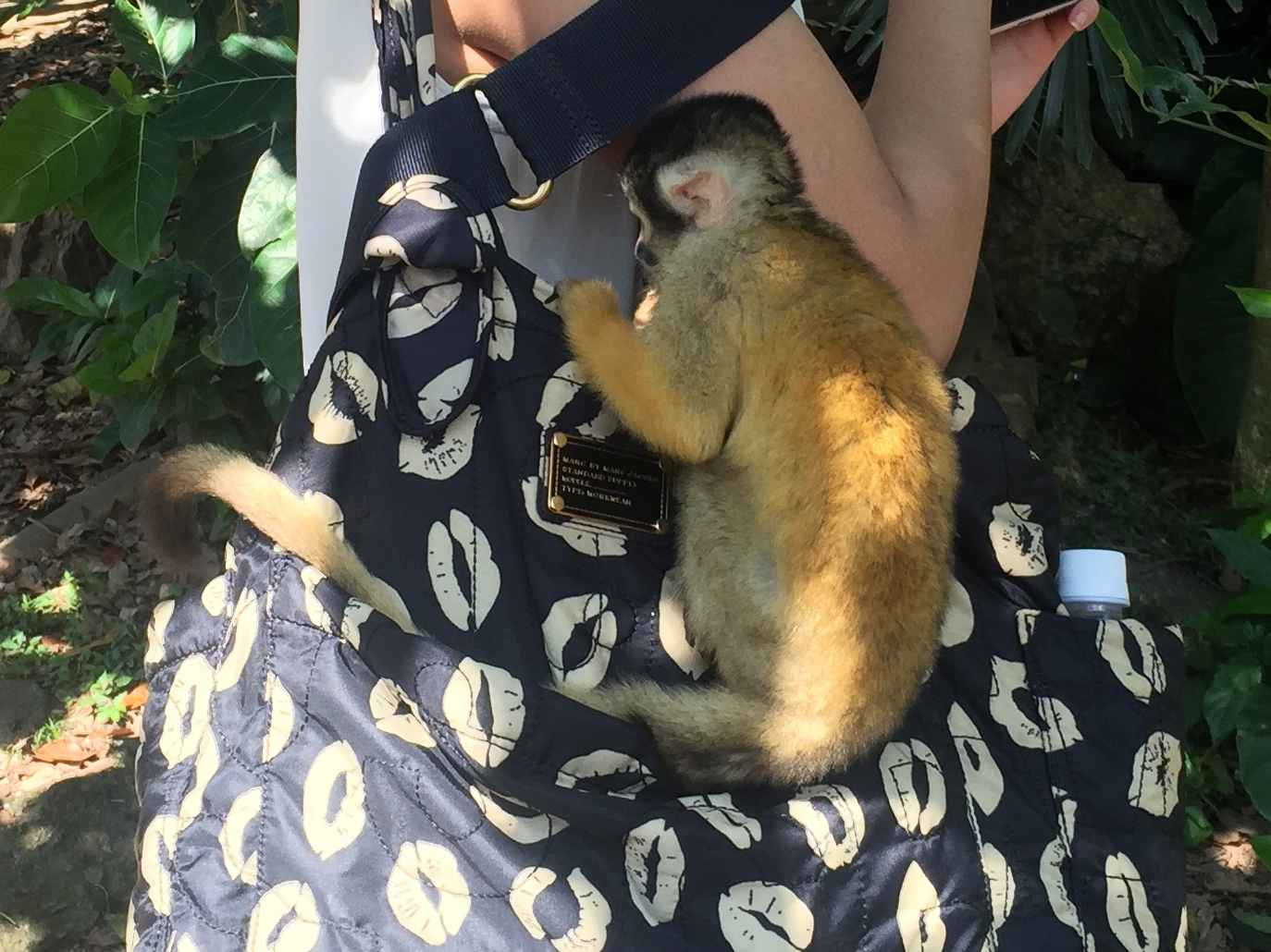日本除了爱泡澡的温泉猴，还有这群爱翻女生包包的“扒手猴”
