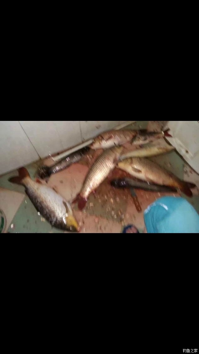 宁夏人钓鱼,黄河钓鱼的人多吗