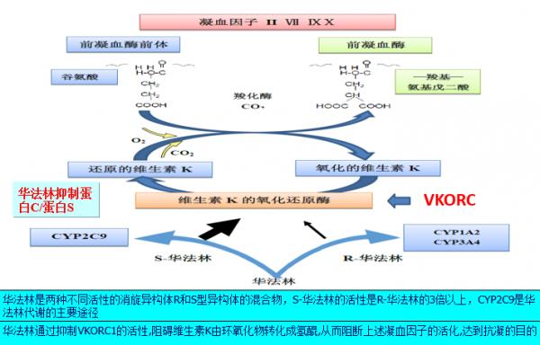 冠心病合并房颤的抗凝治疗,房颤射频消融术后抗凝治疗多久