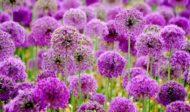 这个周末带孩子去玩,赏花春游好去处花博园