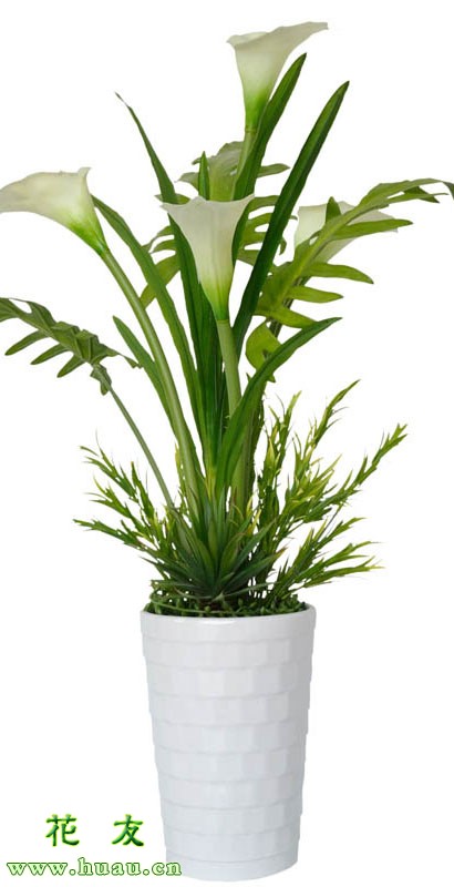 马蹄莲盆栽春季怎么养护,马蹄莲花盆景怎么种植