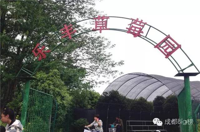 一个用味道留住你的草莓采摘园,52个新鲜草莓