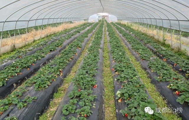 一个用味道留住你的草莓采摘园,52个新鲜草莓