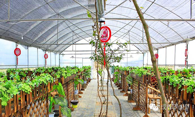 一个用味道留住你的草莓采摘园,52个新鲜草莓