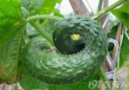一篇读懂黄瓜的六种病害与防治方法