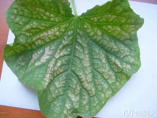 一篇读懂黄瓜的六种病害与防治方法