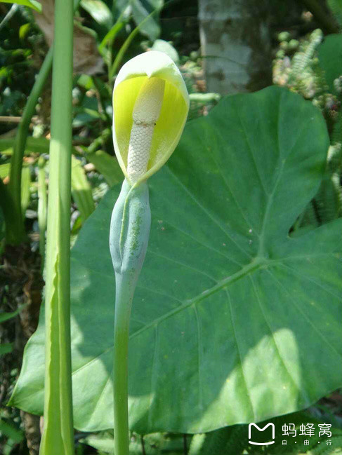 冬季的海南浪漫的三亚之美,冬季畅游三亚感受海南的椰风海韵