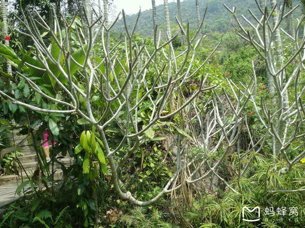 冬季的海南浪漫的三亚之美,冬季畅游三亚感受海南的椰风海韵