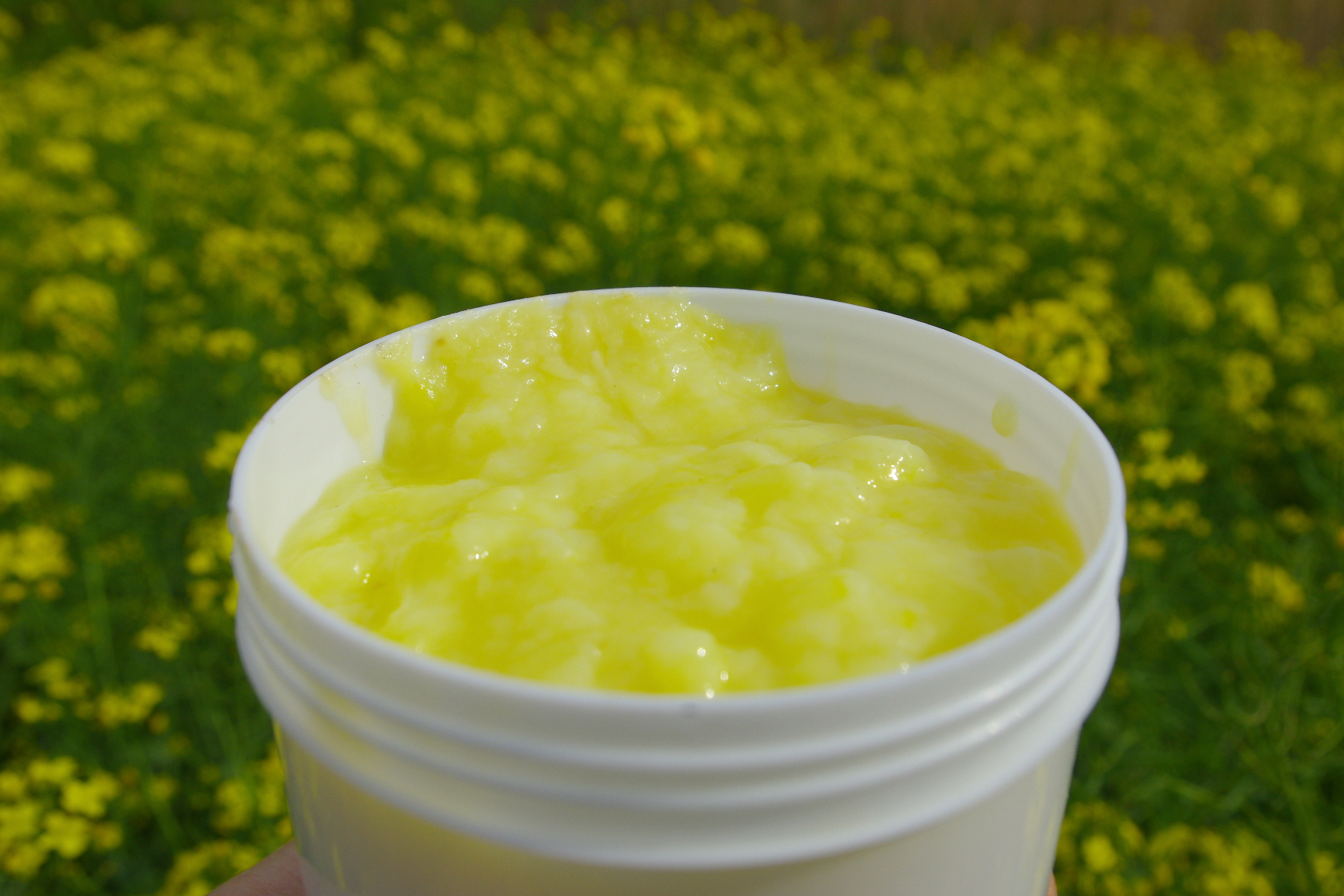 蜜蜂对人类的贡献有哪些,蜜蜂可以带来什么