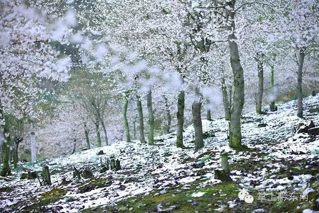 世界观赏樱花的3个地方,看樱花了吗