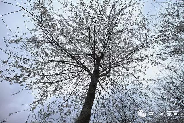 世界观赏樱花的3个地方,看樱花了吗