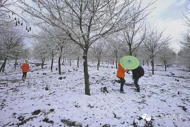 世界观赏樱花的3个地方,看樱花了吗