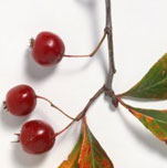 产妇吃水果需要注意什么,孕妈妈吃水果什么时间段吃比较好