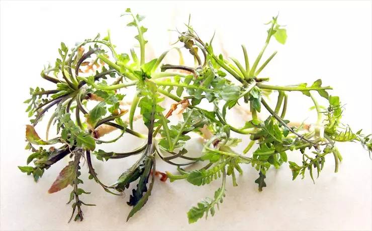 常见野菜吃法做法大全,常见野菜种类吃法