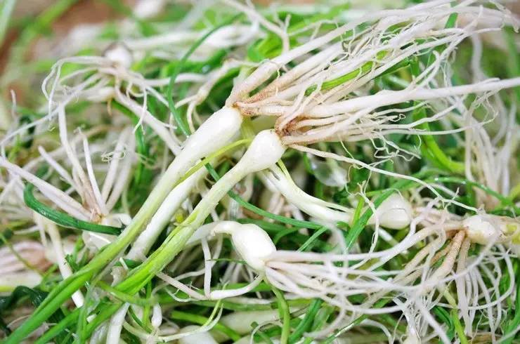 常见野菜吃法做法大全,常见野菜种类吃法