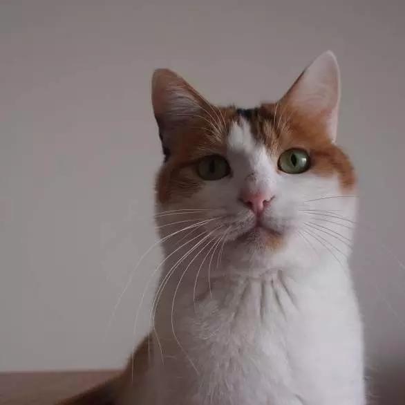 上海猫咪领养虹口,喵小汪宠物领养