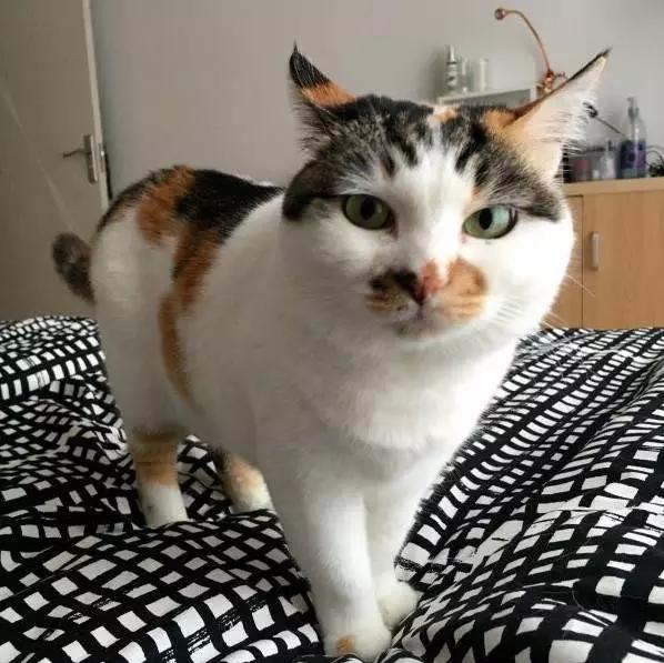 上海猫咪领养虹口,喵小汪宠物领养