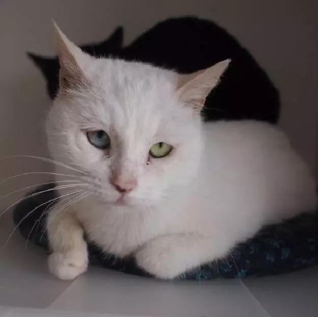 上海猫咪领养虹口,喵小汪宠物领养