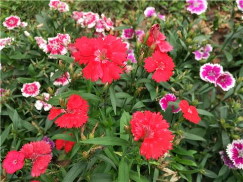 小米4s性价比高吗,小米4s值得入手吗