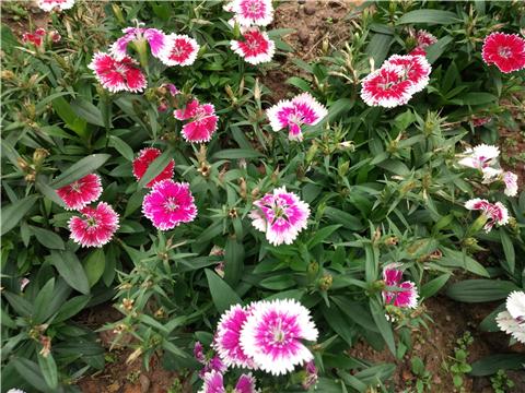 小米4s性价比高吗,小米4s值得入手吗