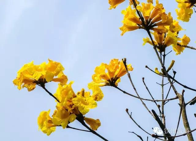 黄花风铃木娇艳,钦州灵山黄花风铃木