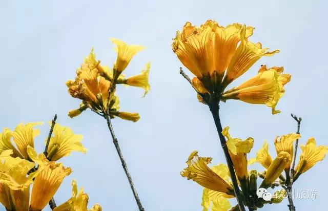 黄花风铃木娇艳,钦州灵山黄花风铃木