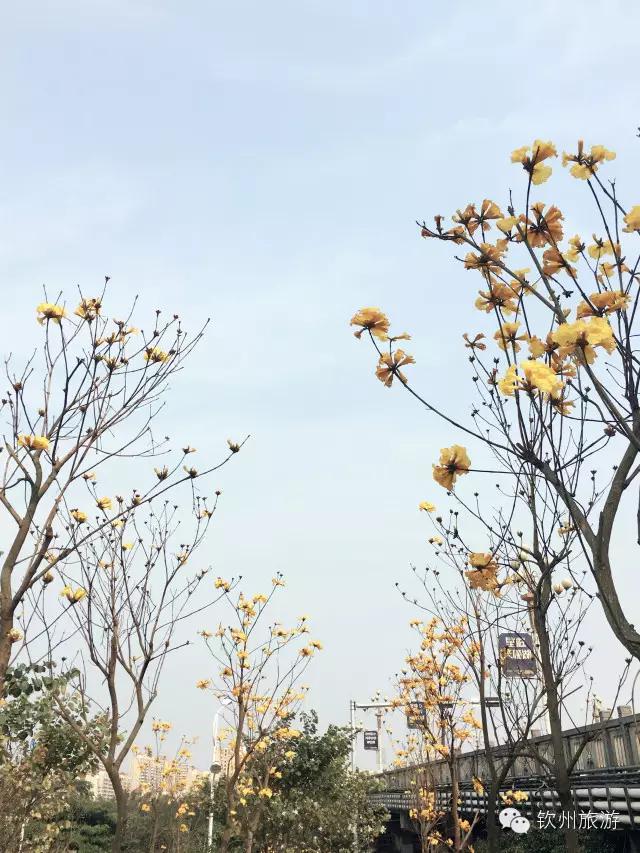 黄花风铃木娇艳,钦州灵山黄花风铃木