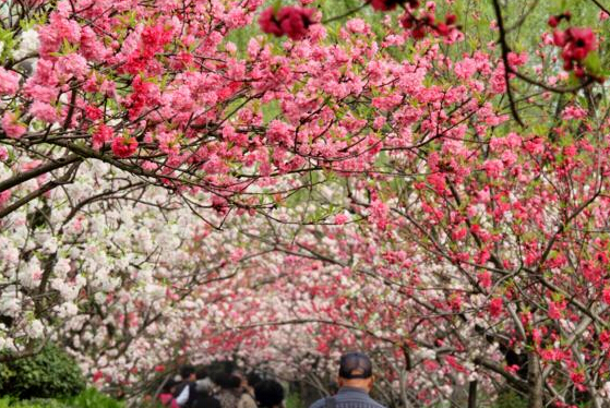 龙猫欢乐世界,龙猫的世界地址